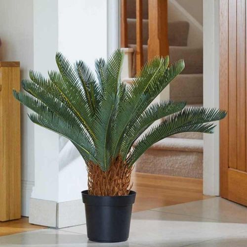 68cm - Sago Palm Plant