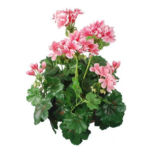 38cm (1.2ft) Flowering Geranium - Pink