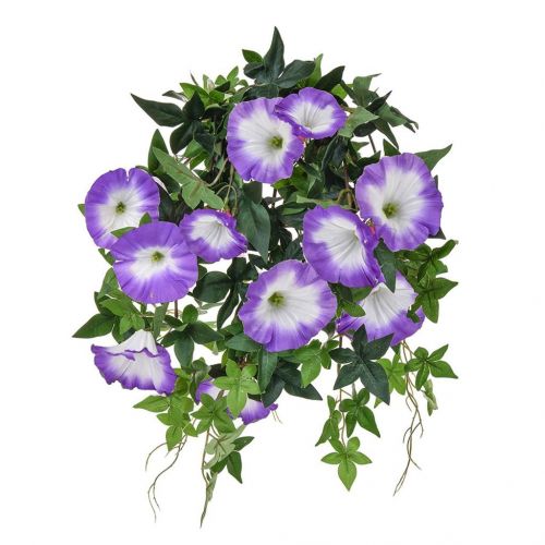 50cm (2ft) Plants Flowering Morn Glory Purple