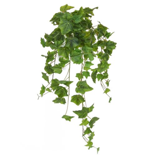 70cm English Ivy Bush – Green