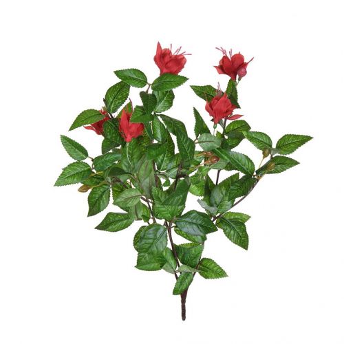 Plants Flowering Small Red Fuchsia