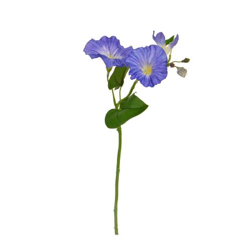 25cm Flowering Medium Glory - Blue 