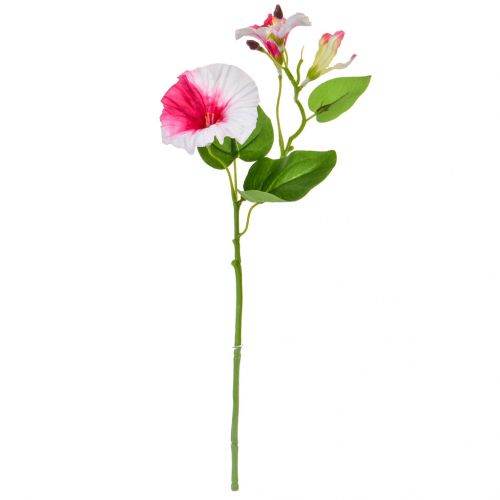 25cm Flowering Morning Glory - Pink/White